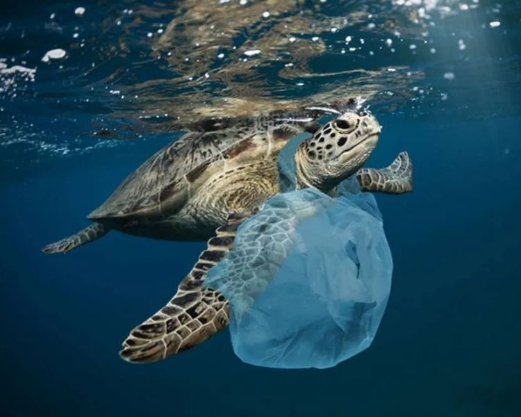 Tortuga con plasticos